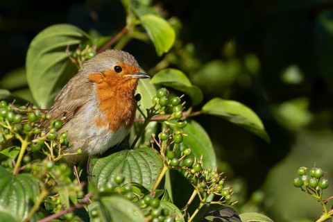 European robin (Erithacus rubecula) adult bird in a Dogwood tree in the summer, Suffolk, England,