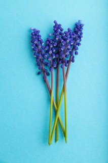 Muscari or murine hyacinth flowers on blue pastel background. top view, flat lay, close up, still