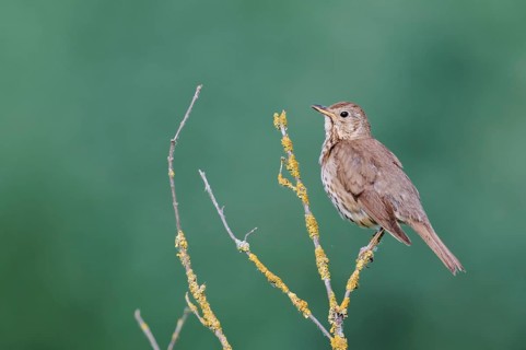 Song thrush (Turdus philomelos), Lower Saxony, Germany, Europe