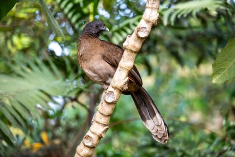 Grey-headed guan (ortalis cinereiceps), bird sitting on a branch, Monteverde cloud forest, Monte