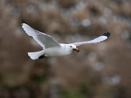 Black-legged kittiwake (Rissa tridactyla), adult bird in flight with nesting material in bill, May,