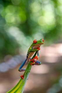 Red-eyed tree frog (Agalychnis callidryas), sitting on a leaf, Heredia province, Costa Rica,