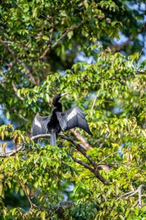 Anhinga (Anhinga anhinga) in a tree, Tortuguero National Park, Costa Rica, Central America
