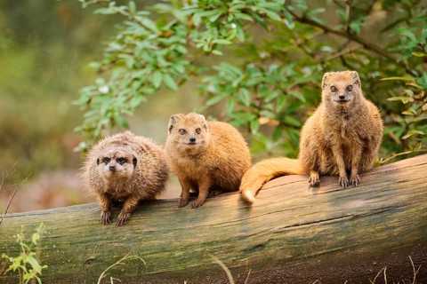 Ethiopian dwarf mongoose (Helogale hirtula) and Meerkat (Suricata suricatta) sitting on an old tree