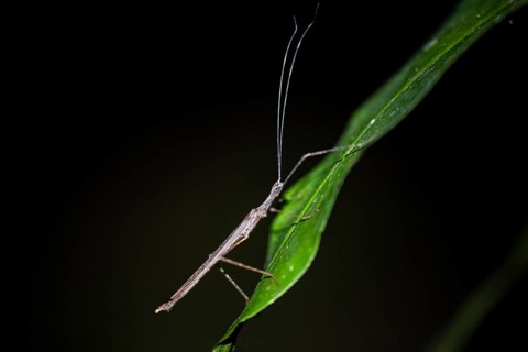 Stick insect (Phasmatodea) sitting on a leaf, at night in the tropical rainforest, Refugio Nacional