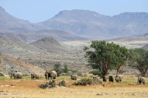Desert elephants (Loxodonta africana) in the Huab dry river, Damaraland, Kunene region, Namibia,