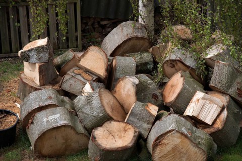 Tree felling, wood, firewood, oak wood, tree slices, Federal Republic of Germany