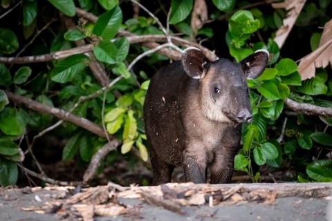 Baird's tapir (Tapirus bairdii), juvenile, in the rainforest, Corcovado National Park, Osa,