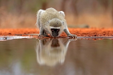 Vervet Monkey (Chlorocebus pygerythrus), adult, drinking, at the water, Kruger National Park,