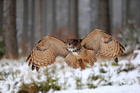 Eurasian Eagle-owl (Bubo bubo), adult flying in winter, in the snow, Zdarske Vrchy,