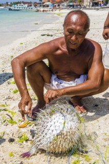 Indonesian fisherman with a puffer fish (Tetradontidae) on the beach, fish, man, food, food, local,