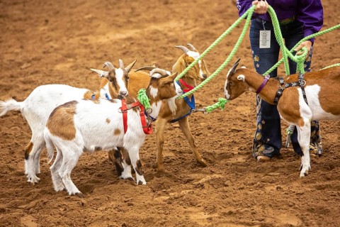 Oklahoma City, Oklahoma, The Great Plains Rodeo, an annual gay rodeo that features traditional