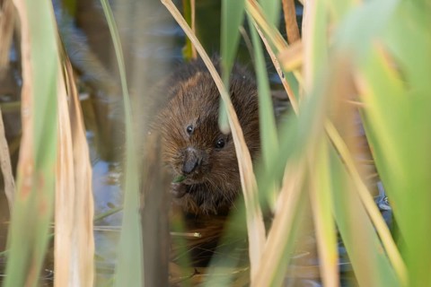 Water vole (Arvicola amphibius) adult animal feeding on a reed plant stem in a pond in the summer,