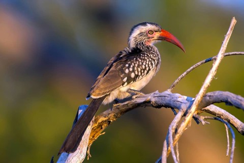 Africa, Botswana, Red-billed Hornbill, Tockus Erithrorhynchus, Botswana, Botswana, Africa