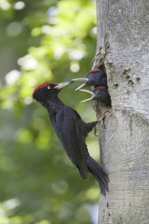 A black woodpecker feeding its young at the breeding den, (Dryocopus martius), Federal Republic of