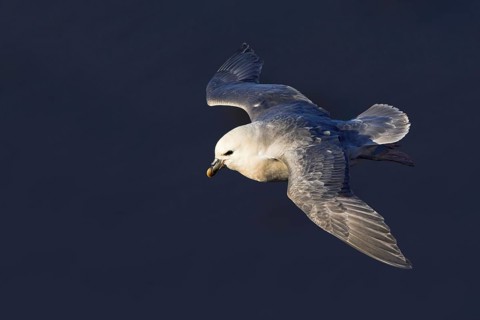 Fulmar, (Fulmarus glacialis), Heligoland, island of Heligoland, Schleswig-Holstein, Federal