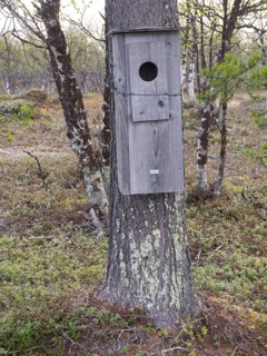 Nestbox attached to a tree, for nesting Common Goldeneye (Bucephala clangula), May, Finnish Lapland