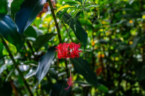 Red flower (Hibiscus schizopetalus), details in the jungle, dense vegetation, Tortuguero National