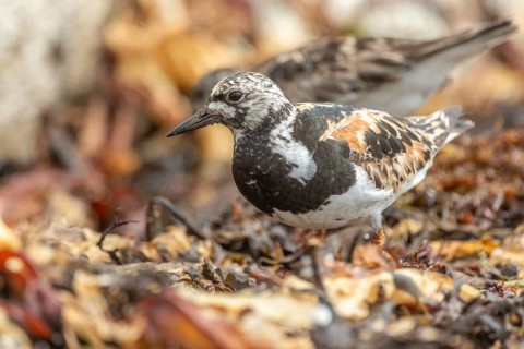 Ruddy Turnstone (Arenaria interpres) searching for food on the Atlantic coast. Ouessant, Finistere,