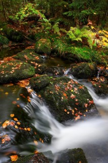Stream in autumn, Kleine Ohe, Bavarian Forest National Park, Bavaria, Germany, Europe