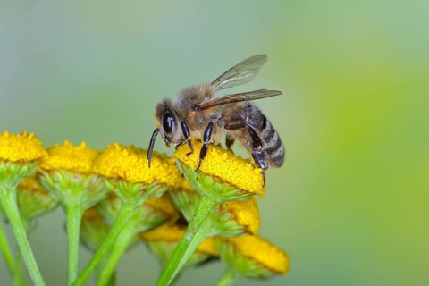 European honey bee (Apis mellifera) on flowers of tansy (Tanacetum vulgare), highspeed nature