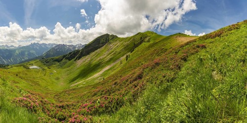 Alpine rose blossom, panorama from the Fellhorn over the Schlappoldsee and mountain station of the