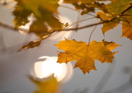 Norway maple (Acer platanoides), autumnal coloured leaves over a water surface with the reflection