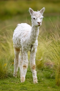 Alpaca (Vicugna pacos), young animal, in the Reserva Nacional de Salinas y Aguada Blanca, Province