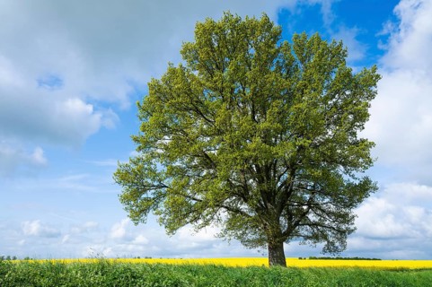 English oak (Quercus robur), solitary tree, in spring, blue sky and white clouds, Thuringia,