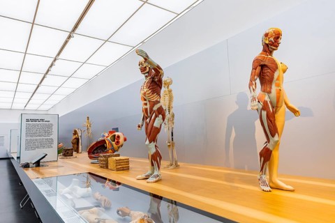 Founded in 1912, the Deutsches Hygiene-Museum is a museum in Dresden. It sees itself as a public