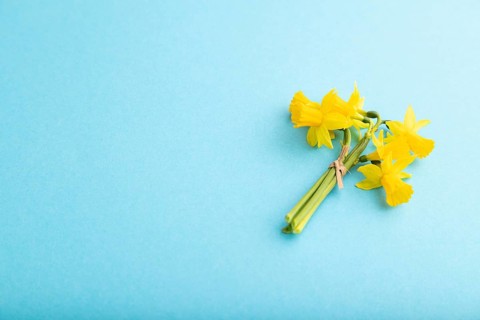 Spring snowdrop narcissus flowers bouquet on blue pastel background. side view, copy space, still