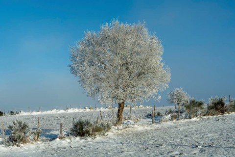 Aubrac plateau, snowy tree, Lozere departmen, Occitanie, France, Europe