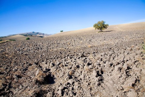 Lone tree standing in ploughed field with blue sky near El Gastor, Cadiz province, Spain, Europe