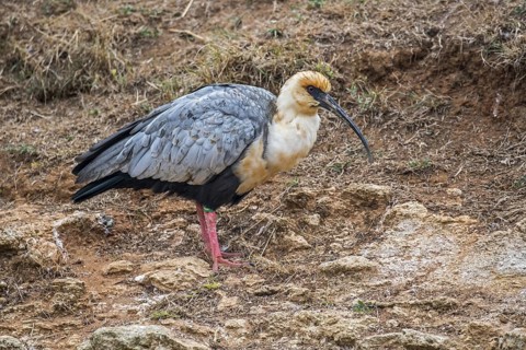 Black-faced ibis (Tantalus melanopis) native to South America