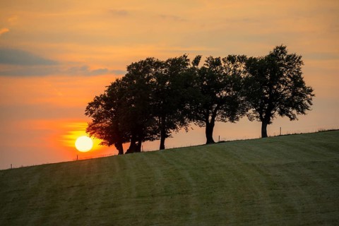 Wind beech trees and sunset, Hofsgrund, Oberried, Schauinsland, Black Forest, Baden-Württemberg,