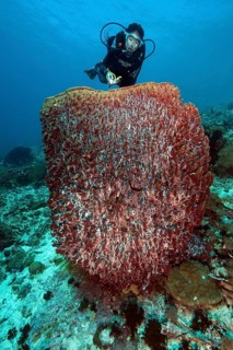 Diver looking at illuminated giant barrel sponge (Xestospongia muta) vase sponge, Pacific Ocean,