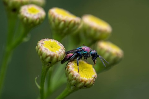 Golden wasp (Hedychrum rutilans), Emsland, Lower Saxony, Germany, Europe