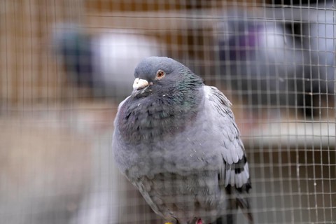 Carrier pigeons, in a pigeon loft, pigeon fancier, Mülheim, North Rhine-Westphalia, Germany, Europe