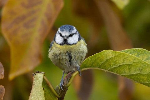 Blue tit (Cyanistes Caeruleus) adult bird amongst autumnal leaves of a garden Magnolia tree in the