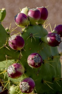 Fruits of the cactus pear (Opuntia ficus-indica), Fuerteventura, Canary Island, Spain, Europe
