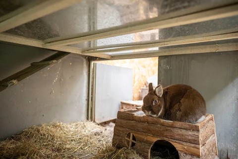 Dwarf rabbit sitting in a hutch, Stuttgart, Baden-Württemberg, Germany, Europe