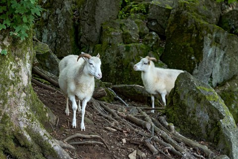 Sheep, white Domestic sheep (Ovis gmelini aries) with horn on volcanic basalt rocks, basanite,