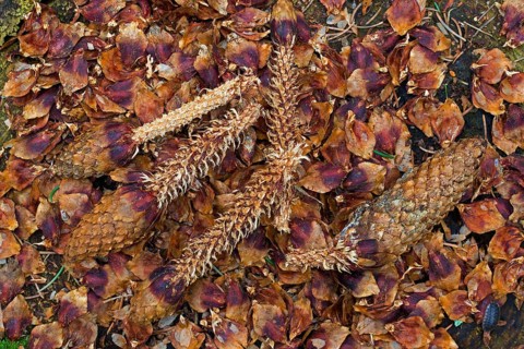 Stripped scales and partially eaten cones of Norway spruce, European spruce on tree stump, leftover