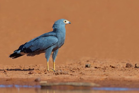 Cave harrier, Polyboroides typus), goshawk family, Morgan Kunda lodge / road to Kat, Jajari, North
