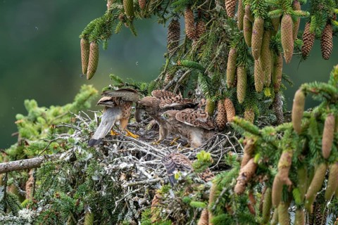 Common kestrel (Falco tinnunculus), male adult bird hands a mouse to a young bird not yet able to