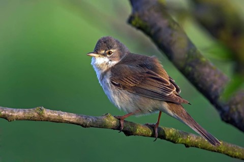 Whitethroat, songbird, (Sylvia communis), Bad Dürkheim district, Rhineland-Palatinate, Federal