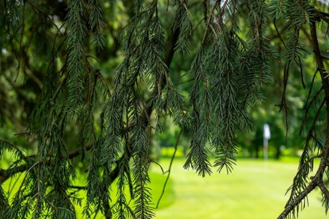 Tree Branch and Putting Green with a Flag on Golf Course in a Sunny Day in Switzerland