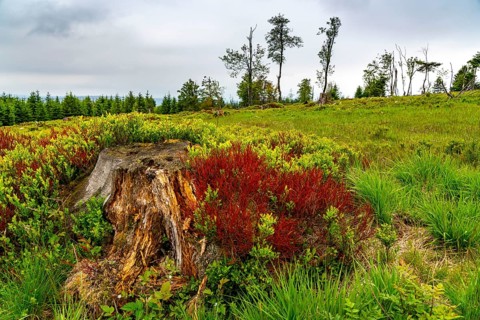 Landscape on the Kahler Asten, mountain, in the Hochsauerland district, Hochheide, North