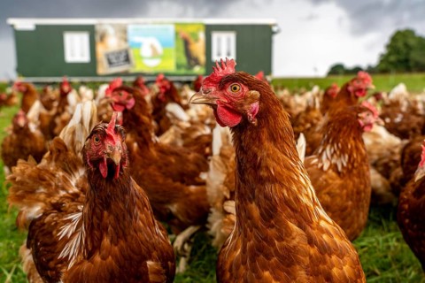 Chickens in a meadow, mobile housing, free-range chickens, free-range eggs, north of