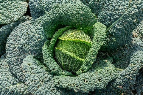Agriculture, Savoy cabbage heads growing in a field